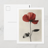 Eenzame Rode Bloem Briefkaart (Voorkant / Achterkant)