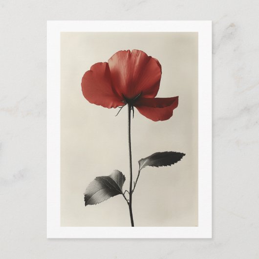 Eenzame Rode Bloem Briefkaart (Voorkant)