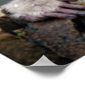 Eenzame sneeuwaap in Nagano, Japan Poster (Hoek)