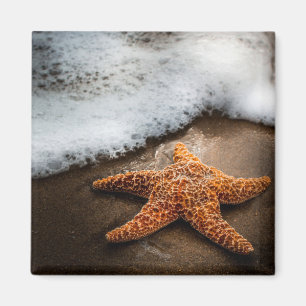 Eenzame Starfish op het strand Magneet