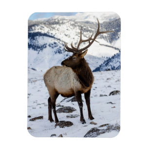 Eenzame stier eland in de sneeuw   Yellowstone Nat Magneet