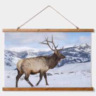 Eenzame stier eland Yellowstone National Park Hangend Wandkleed