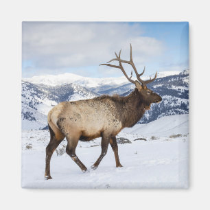 Eenzame stier eland Yellowstone National Park Magneet