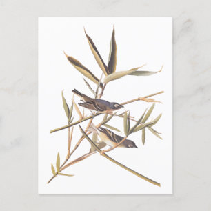 Eenzame Vireo Flycatcher van Audubon op riet Briefkaart