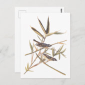 Eenzame Vireo Flycatcher van Audubon op riet Briefkaart (Voorkant / Achterkant)