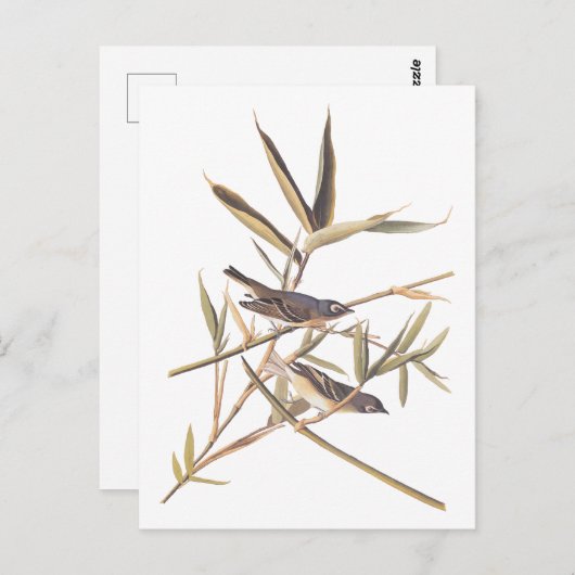 Eenzame Vireo Flycatcher van Audubon op riet Briefkaart (Voorkant / Achterkant)