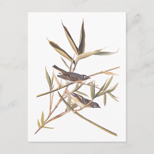 Eenzame Vireo Flycatcher van Audubon op riet Briefkaart (Voorkant)