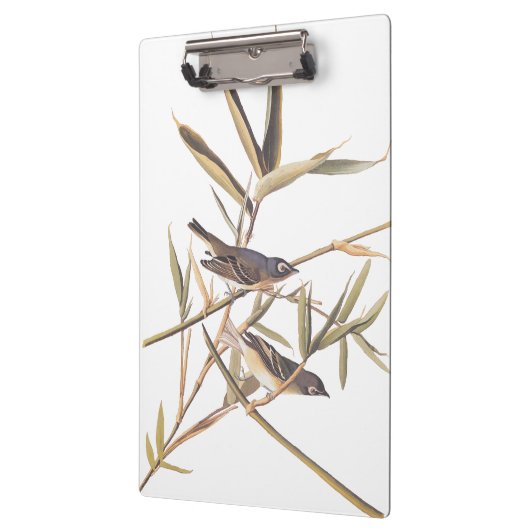 Eenzame Vireo Flycatcher van Audubon op riet Klembord (Links)