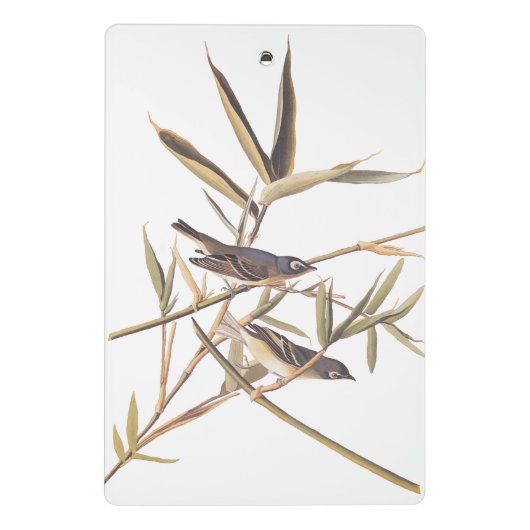 Eenzame Vireo Flycatcher van Audubon op riet Mini Klembord (Achterkant)