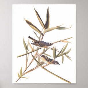 Eenzame Vireo Flycatcher van Audubon op riet Poster
