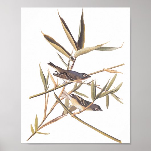 Eenzame Vireo Flycatcher van Audubon op riet Poster (Voorkant)