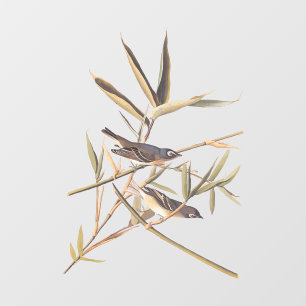 Eenzame Vireo Flycatcher van Audubon op riet Raamsticker