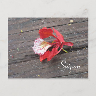 Eenzame vlam boom bloesem op een promenade briefkaart