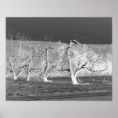 Eerie Apple Trees Natuur Print (Voorkant)