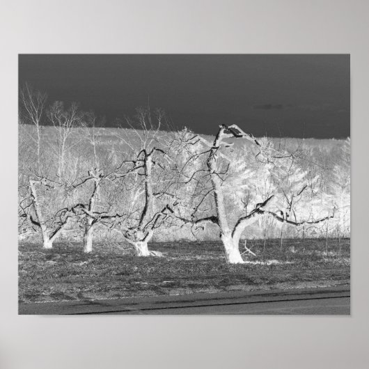 Eerie Apple Trees Natuur Print (Voorkant)