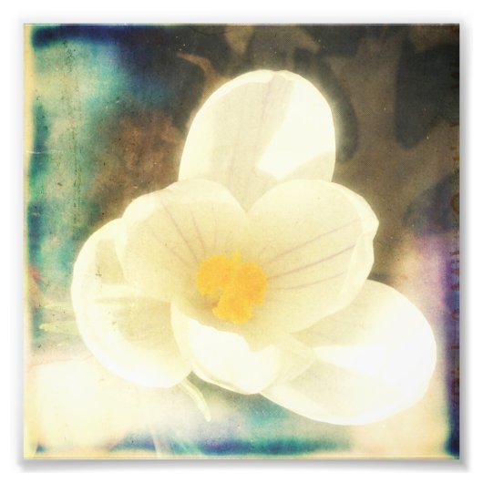 Eerste aanjager van de lente foto afdruk (Voorkant)