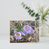 Eerste Crocus. -briefkaart Briefkaart (Staand voorkant)