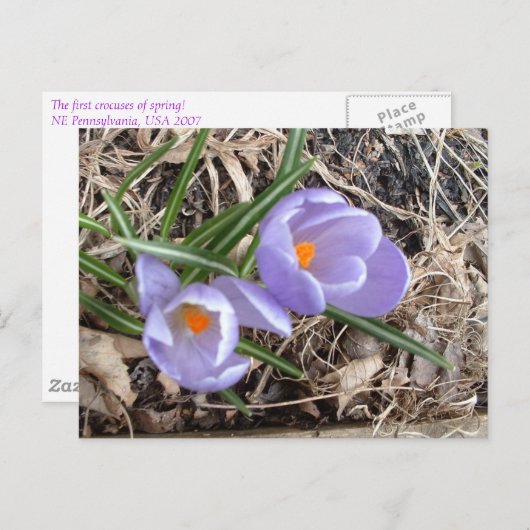 Eerste Crocus. -briefkaart Briefkaart (Voorkant / Achterkant)