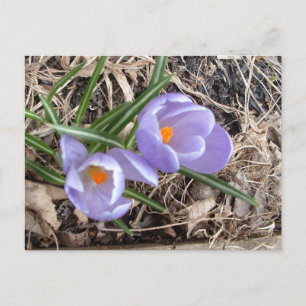 Eerste Crocus. -briefkaart Briefkaart