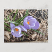 Eerste Crocus. -briefkaart Briefkaart (Voorkant)