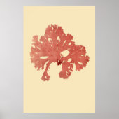 Eerste derde van vier geperste zeewier poster (Voorkant)