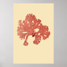 Eerste derde van vier geperste zeewier poster