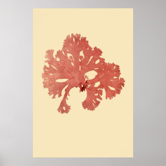 Eerste derde van vier geperste zeewier poster (Voorkant)