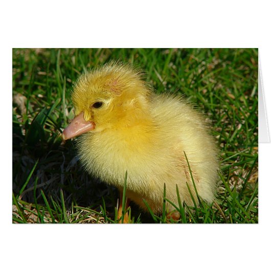 Eerste foto van het seizoen (Voorkant Horizontaal)