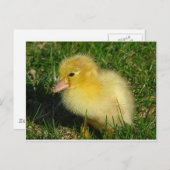 Eerste foto van het seizoen briefkaart (Voorkant / Achterkant)