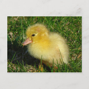 Eerste foto van het seizoen briefkaart