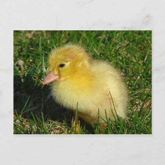 Eerste foto van het seizoen briefkaart (Voorkant)