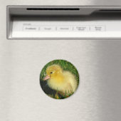 Eerste foto van het seizoen magneet (Insitu (Vaatwasser))