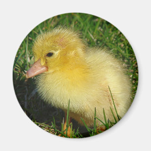 Eerste foto van het seizoen magneet