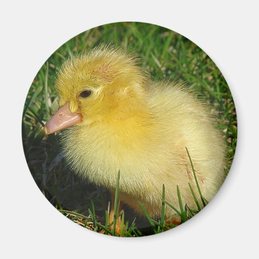 Eerste foto van het seizoen magneet (Voorkant)