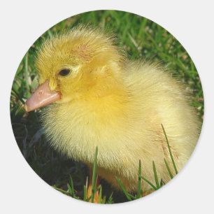 Eerste foto van het seizoen ronde sticker