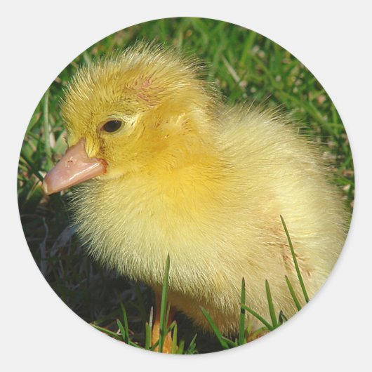 Eerste foto van het seizoen ronde sticker (Voorkant)