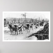 Eerste hond Alaska 1910 Poster (Voorkant)