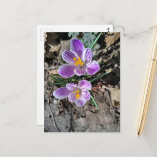 Eerste Lentebloemen 2026 Paarse Krokus Briefkaart