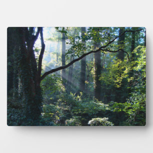 Eerste lichtfoto fotoplaat