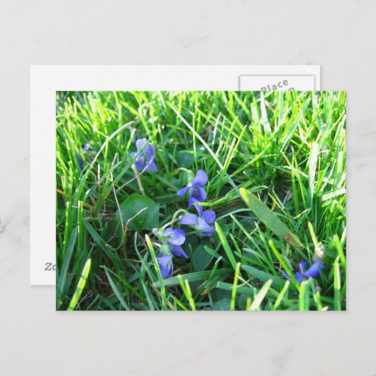 Eerste overvallen voorjaar briefkaart (Voorkant / Achterkant)