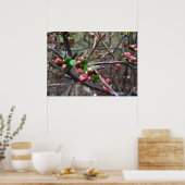 Eerste roze knoppen poster (Keuken)