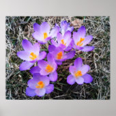 EERSTE SIGNALEN VAN DE SPRING POSTER (Voorkant)