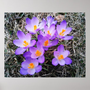 EERSTE SIGNALEN VAN DE SPRING POSTER