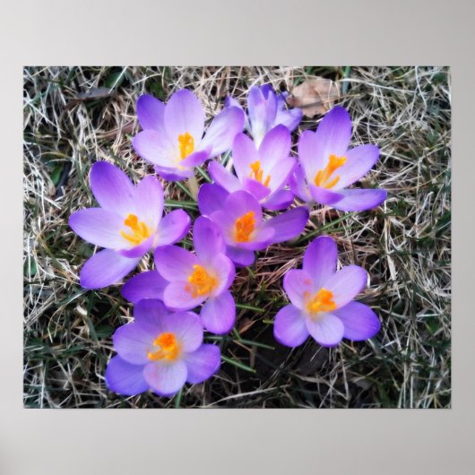 EERSTE SIGNALEN VAN DE SPRING POSTER (Voorkant)