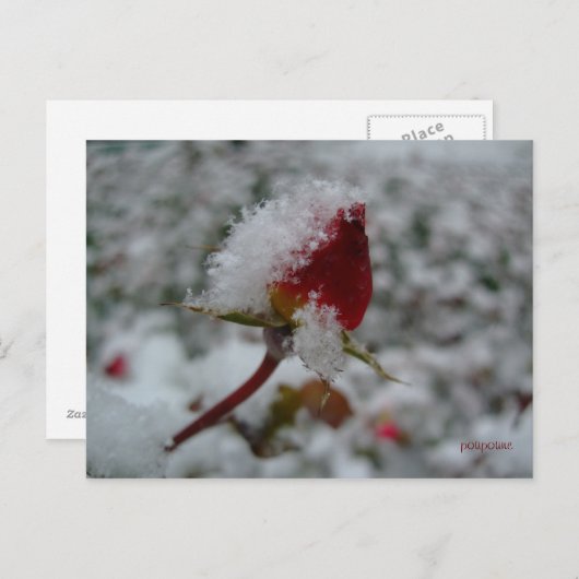 eerste sneeuw briefkaart (Voorkant / Achterkant)