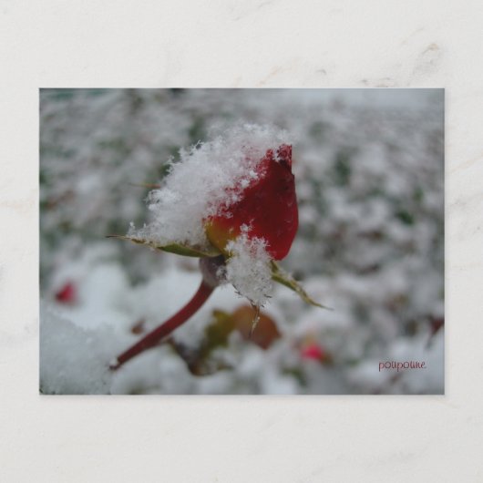 eerste sneeuw briefkaart (Voorkant)