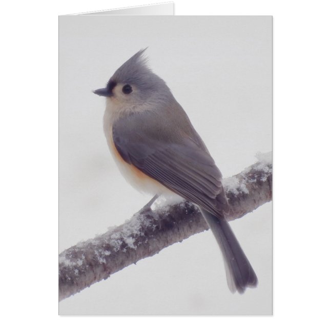 Eerste sneeuw - Tufted Titmouse Bird (Voorkant)