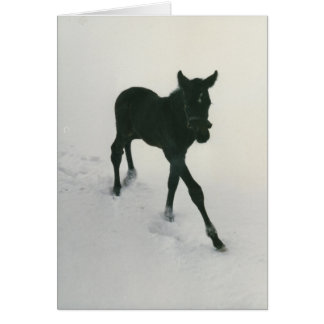 Eerste stappen in de sneeuw