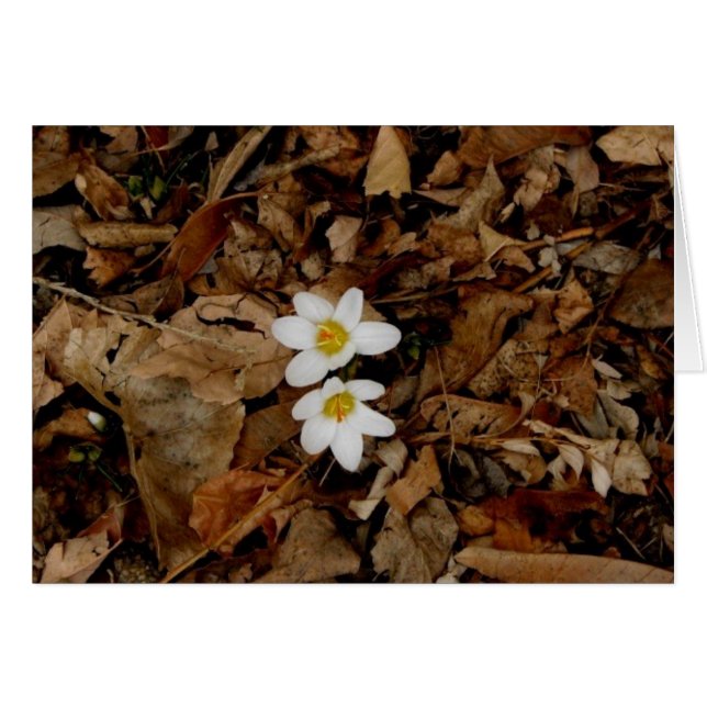 Eerste teken van de lente (Voorkant Horizontaal)