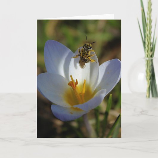 Eerste tekenen van de lente kaart (Voorkant)
